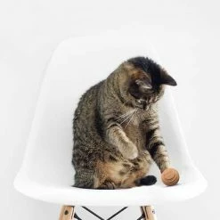 Americat Company Cat Toy Balls, 3-Pack GIFTS