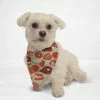 Orange Poppy PET ACCESSORIES Meaty Cat & Dog Bandana